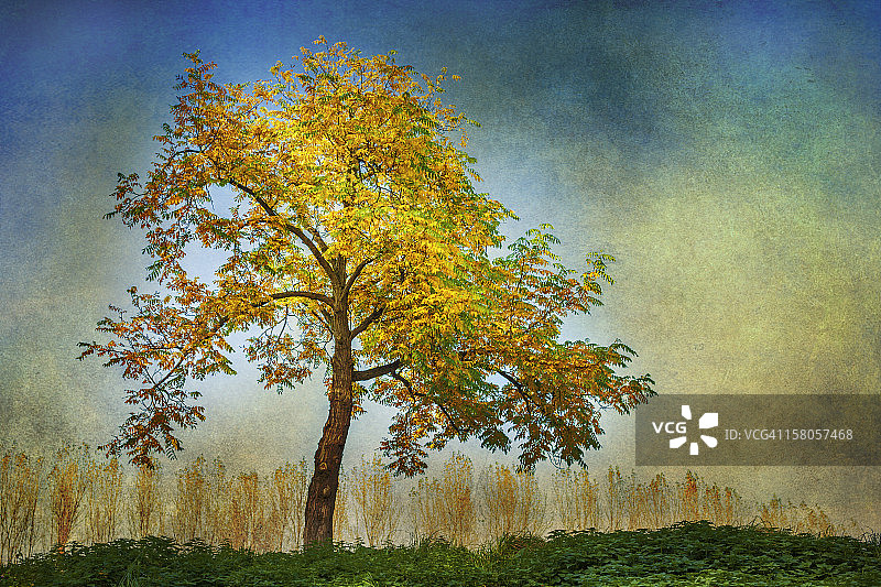 秋天的树图片素材