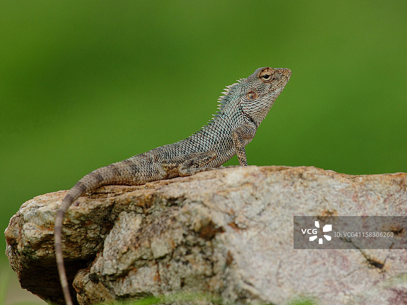 花园蜥蜴图片素材