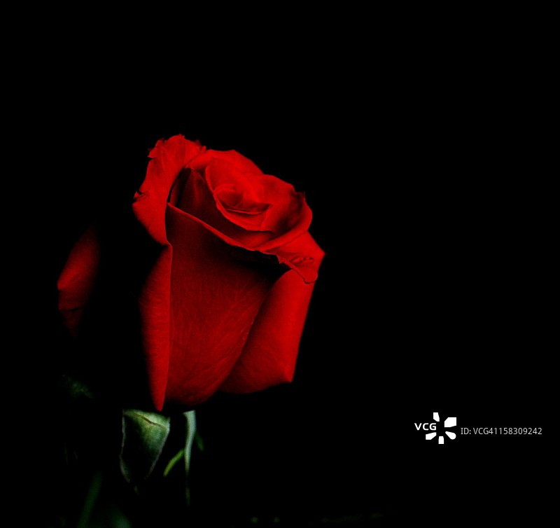 像玫瑰一样强大图片素材