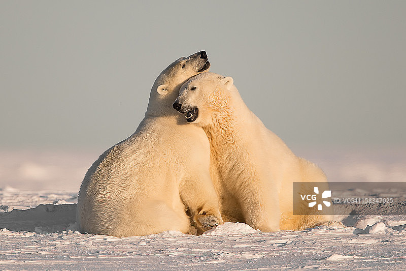 互相依偎的北极熊图片素材