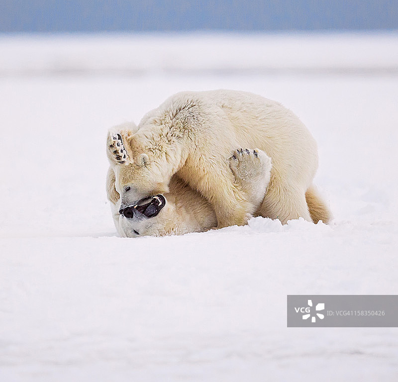摔跤的北极熊图片素材