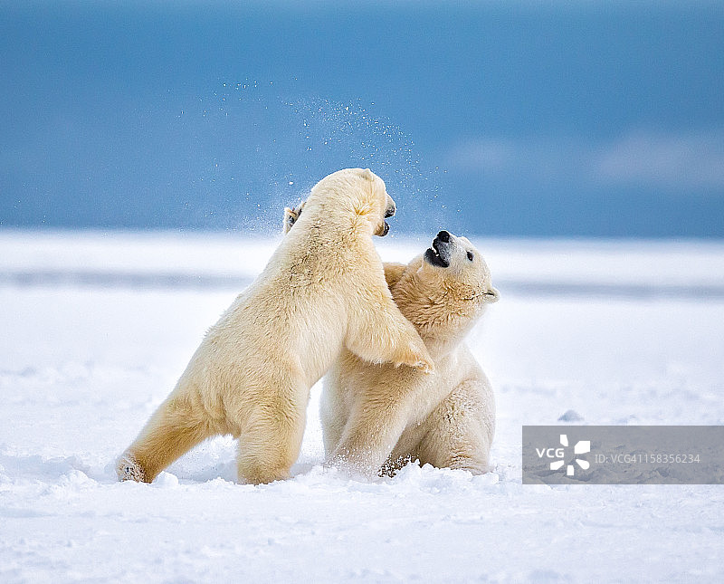 北极熊嬉戏图片素材