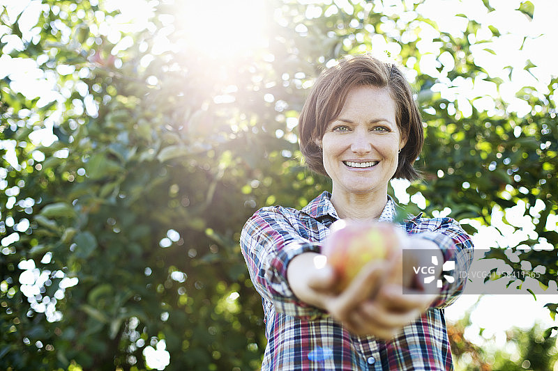 穿着格子衬衫的女人在有机水果农场的果园里拿着刚摘的苹果图片素材