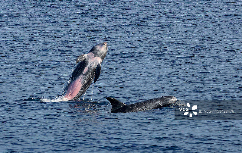 灰海豚图片素材