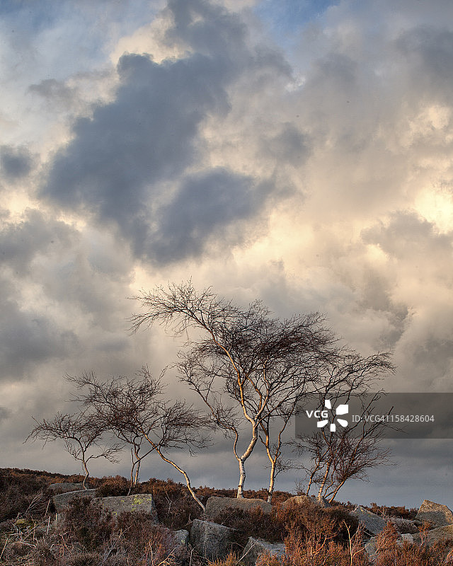 德比郡银桦树图片素材
