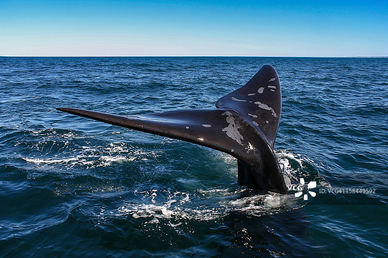 南露脊鲸，阿根廷图片素材