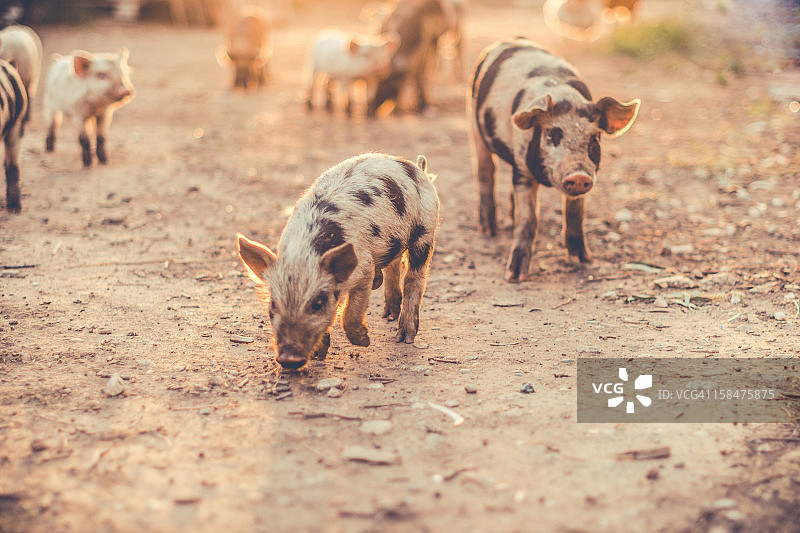 Oink oink!图片素材