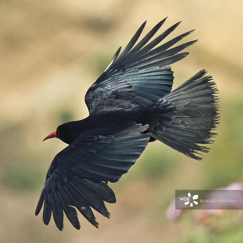 红嘴山鸦图片素材