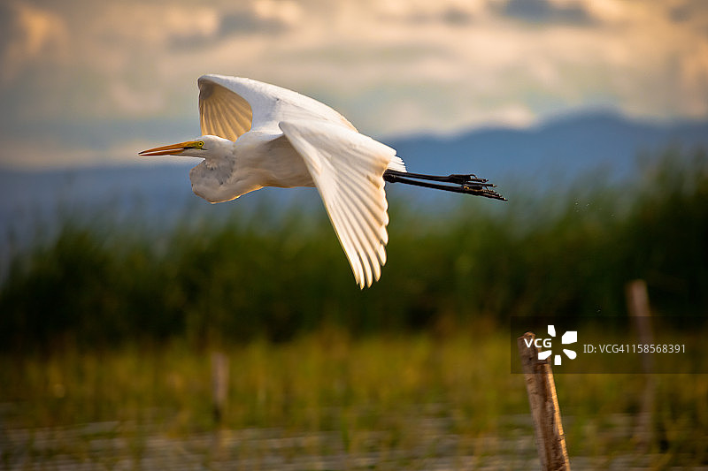 大白鹭图片素材