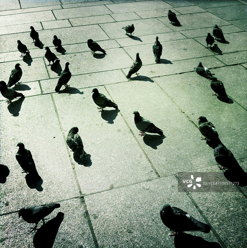 巴黎圣叙尔皮斯广场的鸽子图片素材