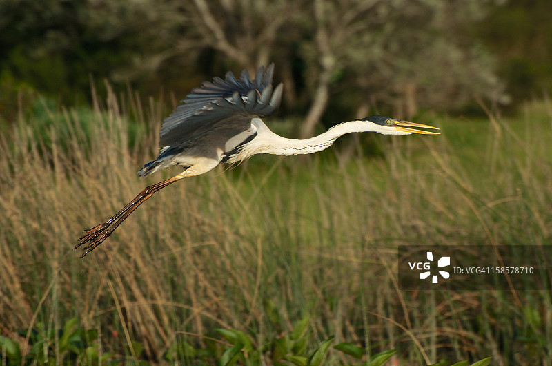 白颈鹭图片素材