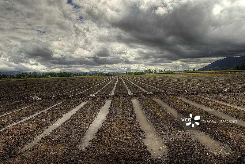 番茄农场图片素材