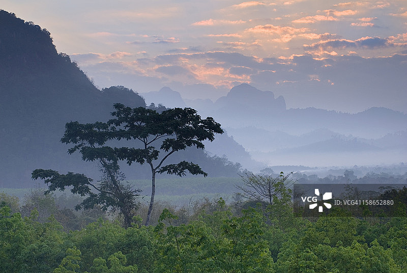 丛林上方的树梢图片素材