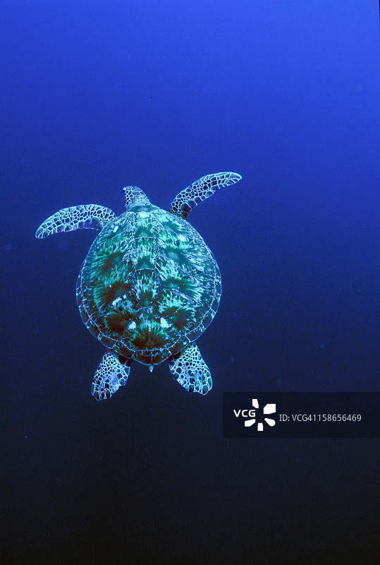 马来西亚西巴丹岛的海龟图片素材