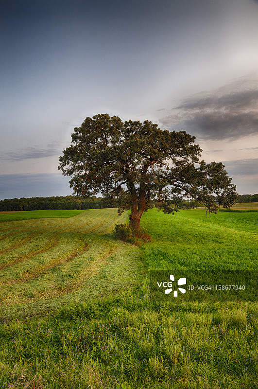 苜蓿地里的孤立白栎树图片素材