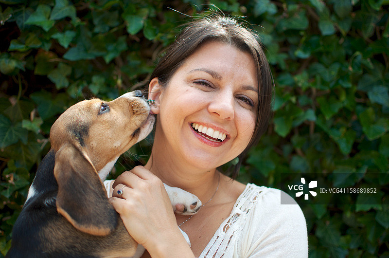 比格犬舔舐女人的耳朵图片素材