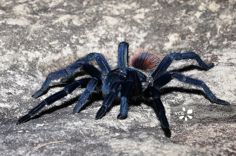 Lasiodora Sp图片素材