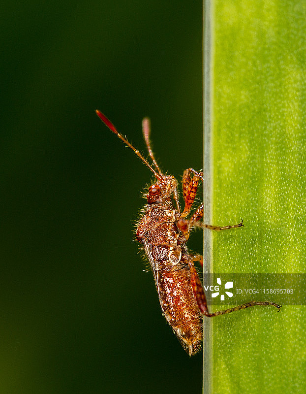 植物椿象（Rhopalus subrufus）图片素材