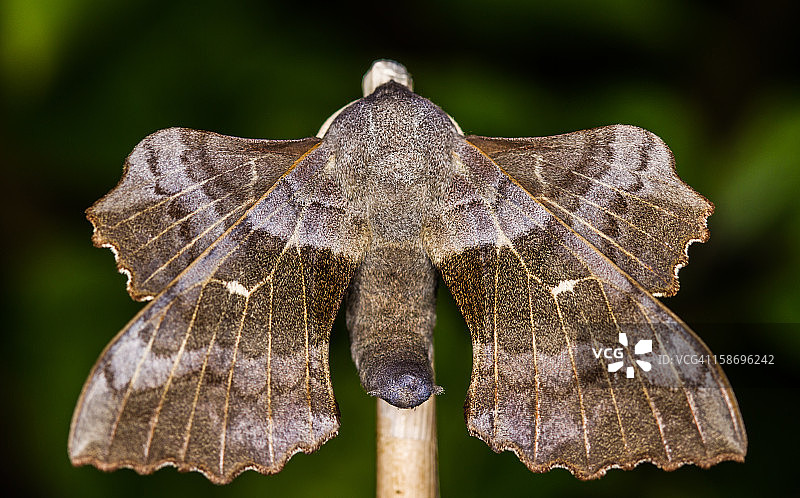 杨树鹰蛾图片素材