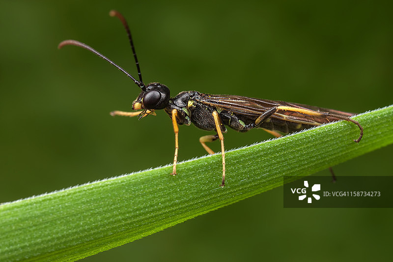 麦秆钻心虫图片素材