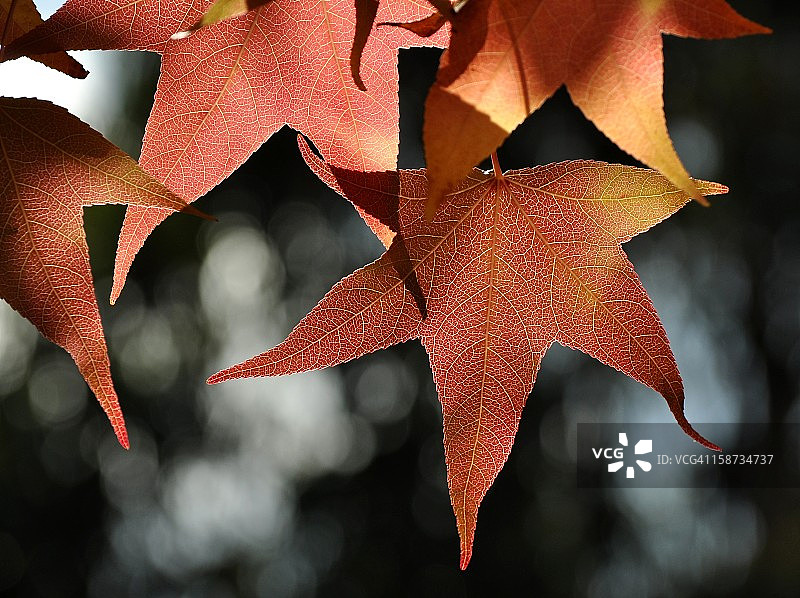 秋天的落叶图片素材