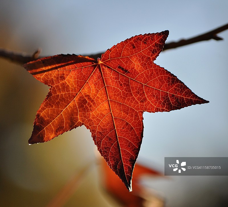 秋天的叶子图片素材