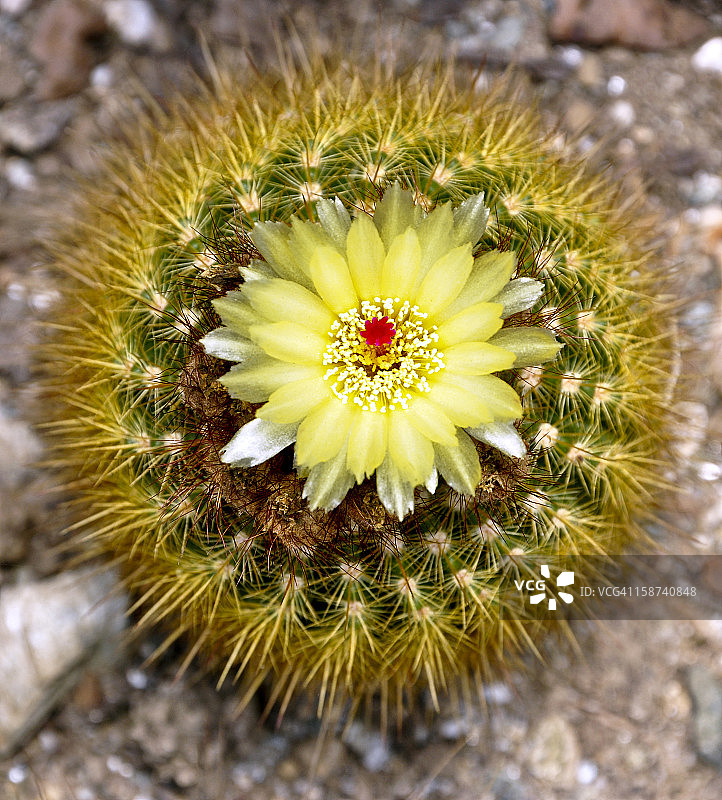 光山球图片素材