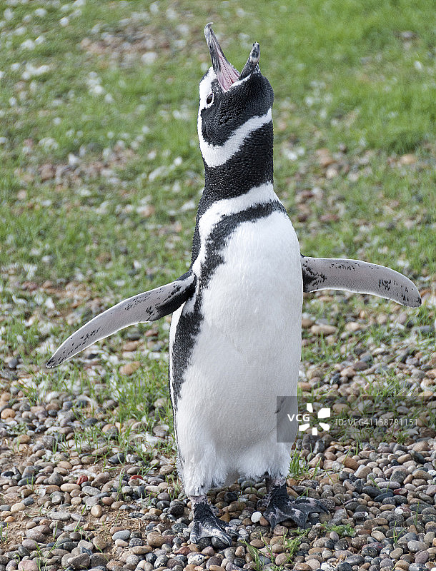 高歌的麦哲伦企鹅图片素材