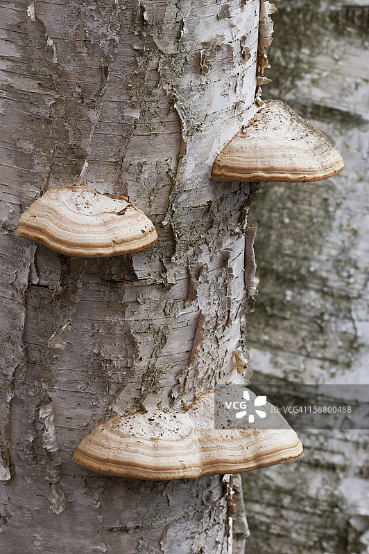 树舌灵芝，桦褐孔菌图片素材