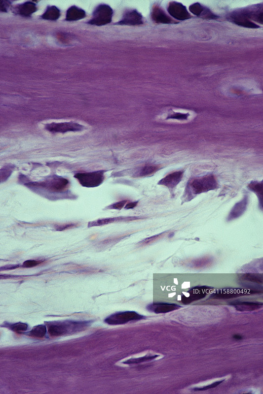 松质骨、成骨细胞和骨细胞的发育图片素材