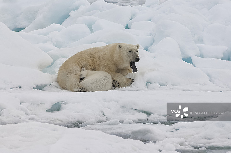 雌性北极熊（Ursus maritimus）和幼崽图片素材