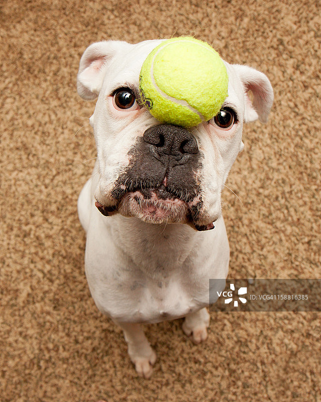 白色拳击犬用鼻子平衡网球图片素材