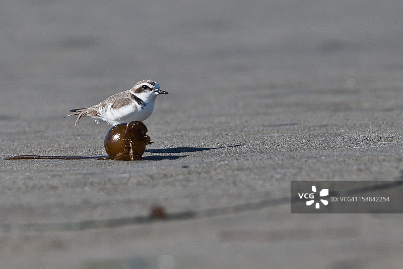 西部雪鸻图片素材