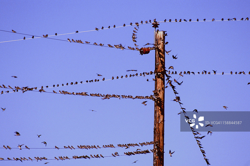 电线上的燕子图片素材