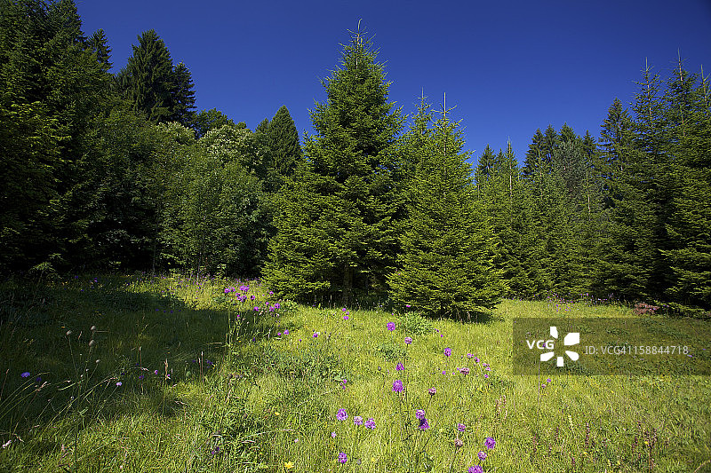 冷杉与天空图片素材