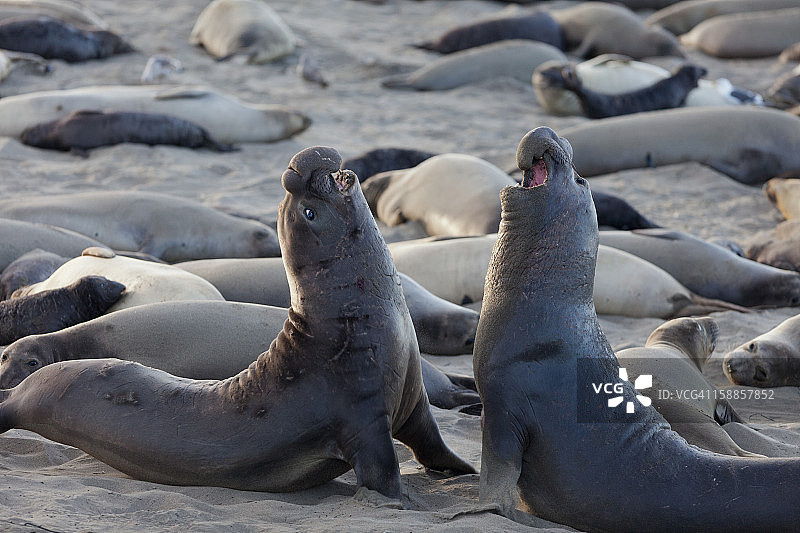 北方象海豹图片素材