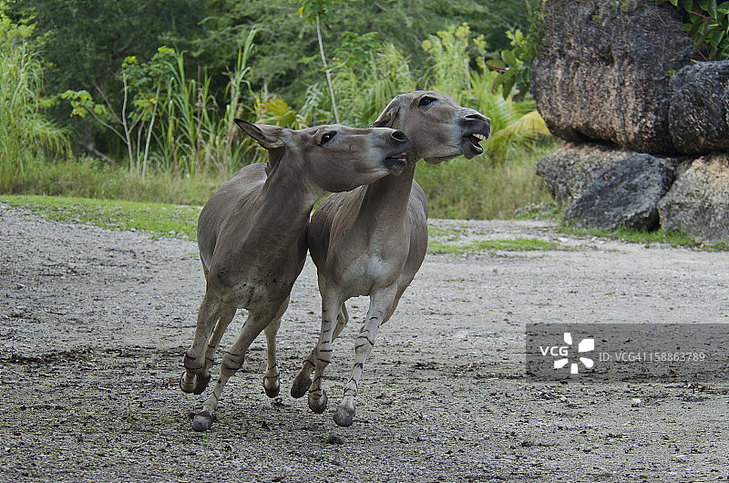 奔跑中的索马里野驴图片素材