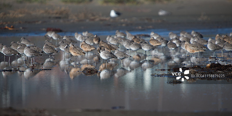 鹬、丘鹬、杓鹬、海鸥图片素材