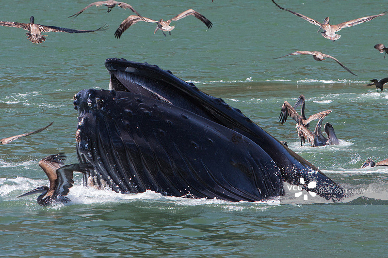 座头鲸图片素材