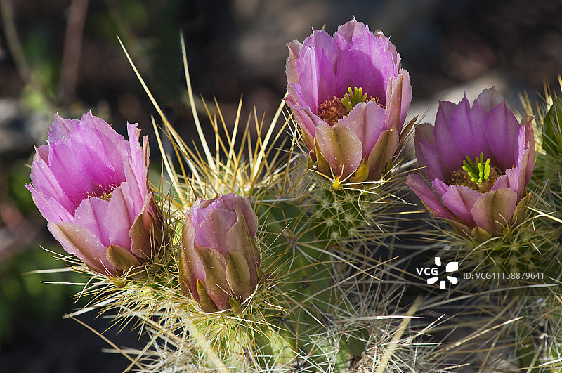 金色刺猬仙人掌图片素材