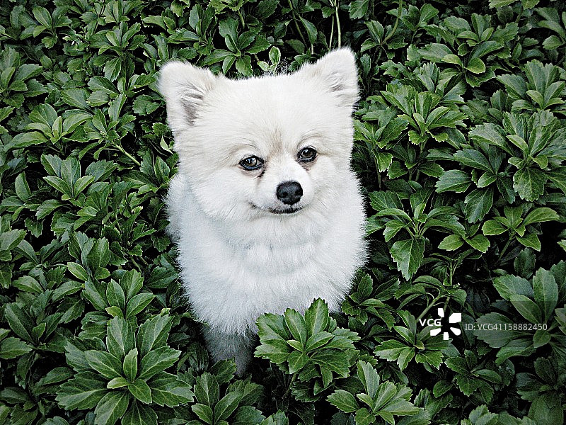 花丛中的博美犬图片素材