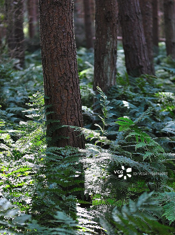 覆盖森林地面的蕨类植物图片素材