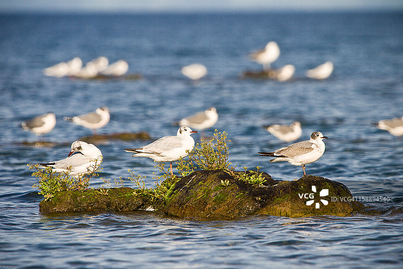 富兰克林鸥（Larus pipixcan）图片素材