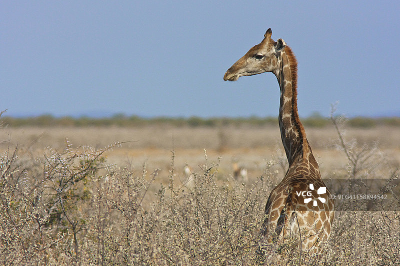 灌木丛中的小长颈鹿图片素材