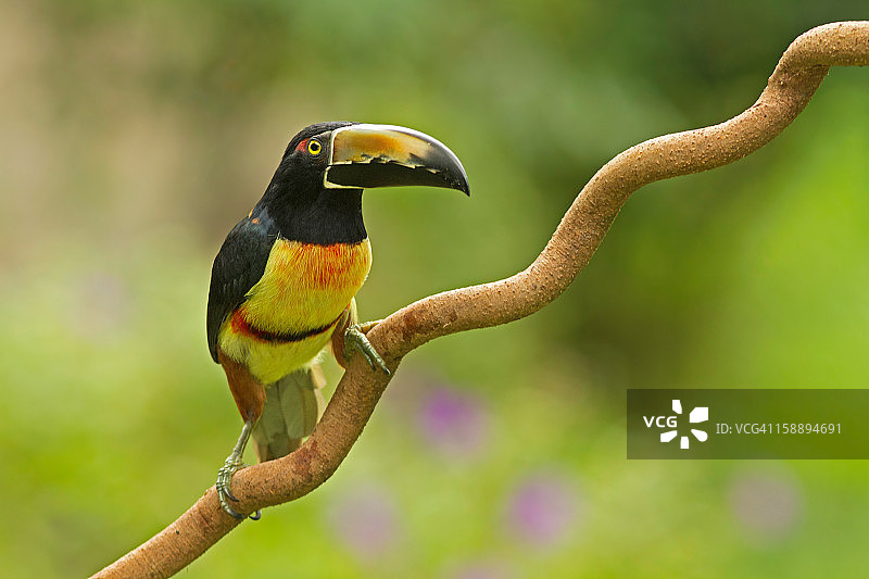 领噪鹟-哥斯达黎加-自然摄影图片素材
