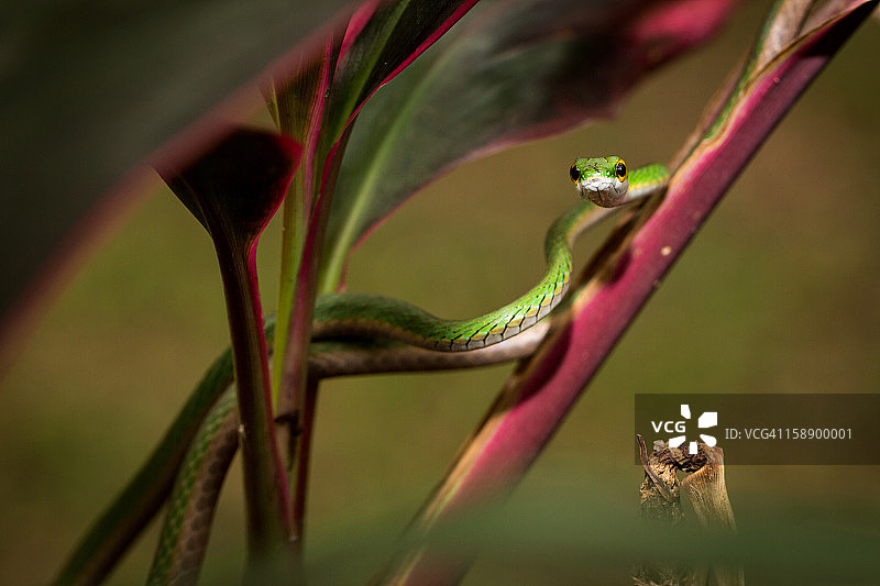 缎绿鹦鹉蛇图片素材