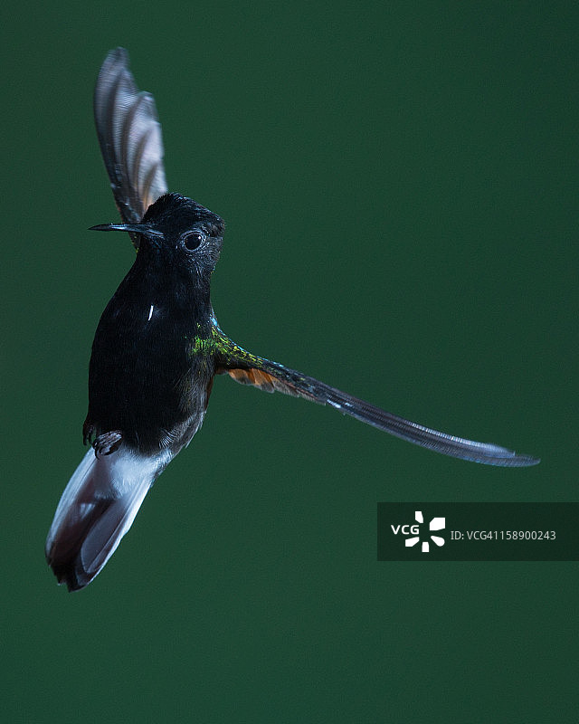 黑腹蜂鸟图片素材