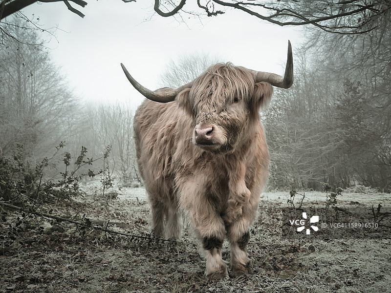 蓬松的母牛图片素材