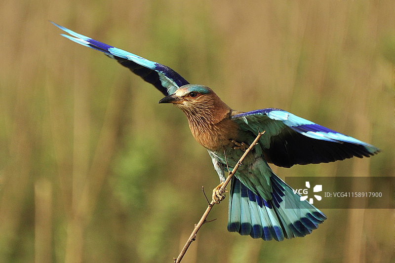 印度辊图片素材