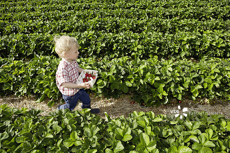 男孩在田野里采摘草莓图片素材